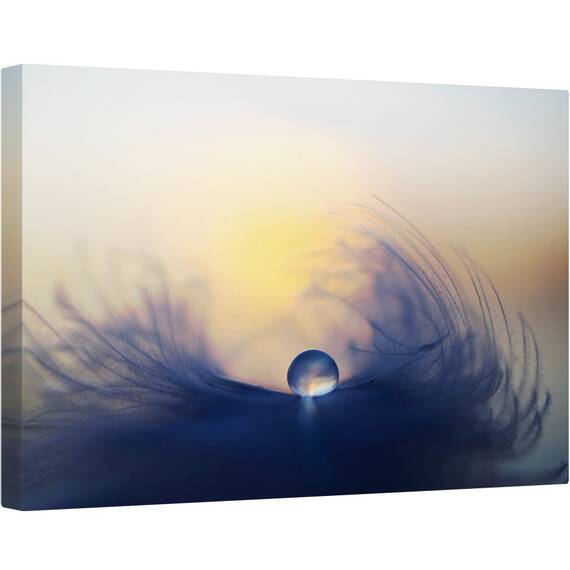 Tablou canvas - Dimineata, Macro, Cadere, Roua, Pana, Soare, Moale, 60 x 90 cm - - Roveli