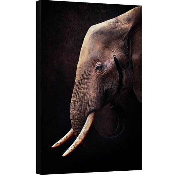 Tablou canvas - Elefant, Colti, Intelept, Cunoastere, 60 x 90 cm - - Roveli