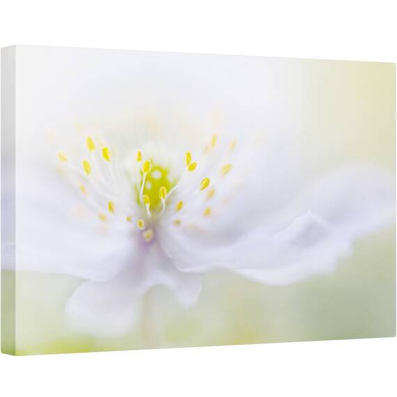 Tablou canvas - Floare, Moale, Fragil, Bland, 80 x 120 cm - - Roveli
