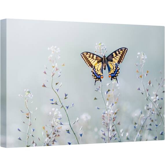 Tablou canvas - Frumusetea Randunicii, Fluture, Lunca, Floare, Aripi, 80 x 120 cm - - Roveli