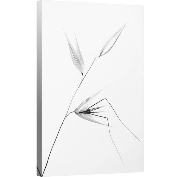 Tablou canvas - Frumusetea Unei Buruieni, Buruiana, Iarba, Macro, Grafic, 60 x 90 cm - - Roveli