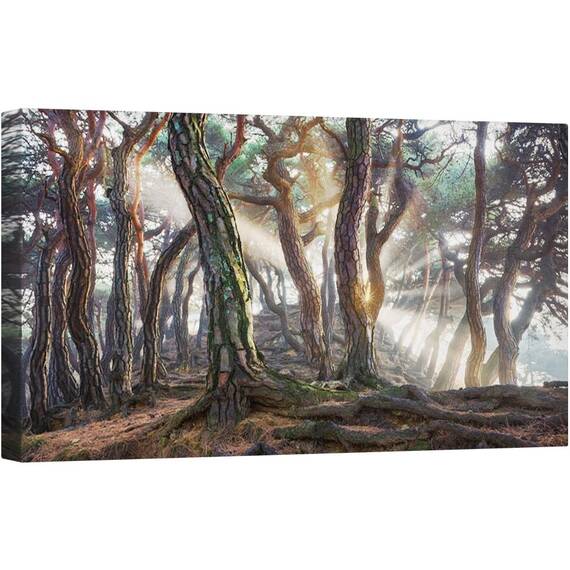 Tablou canvas - Pini, Raze, Padure, Pomi, Origini, Pin, 50 x 100 cm - - Roveli