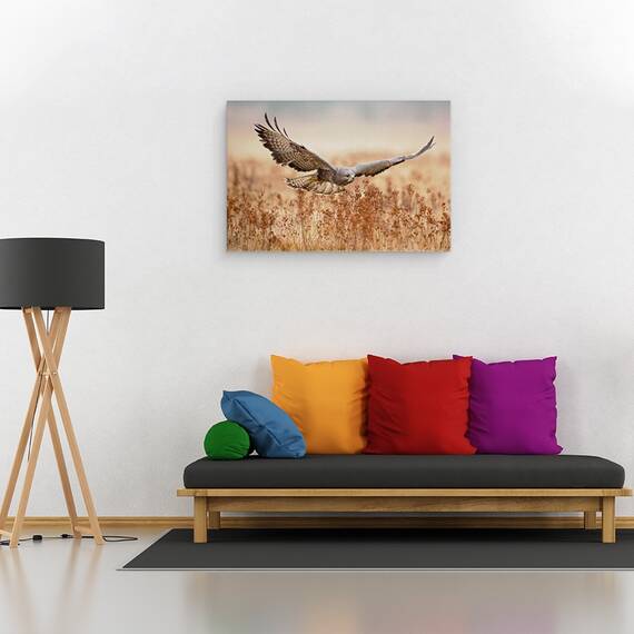 Tablou canvas - Soim, soarece, Vultur, Camp, Aripi, Zbor, Zbor, 40 x 60 cm - 2- Roveli