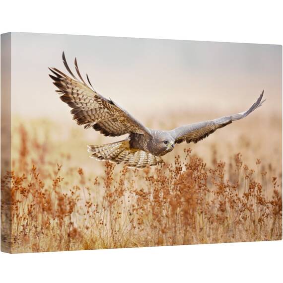 Tablou canvas - Soim, soarece, Vultur, Camp, Aripi, Zbor, Zbor, 60 x 90 cm - - Roveli