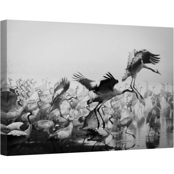 Tablou canvas - Trio, Fauna, Salbatic, Natura, Animal, Pasare, 40 x 60 cm - - Roveli