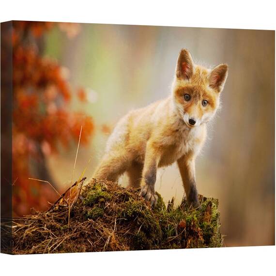 Tablou canvas - Vulpe, Vulpe, Bebe, Dragut, Animal, 50 x 70 cm - - Roveli