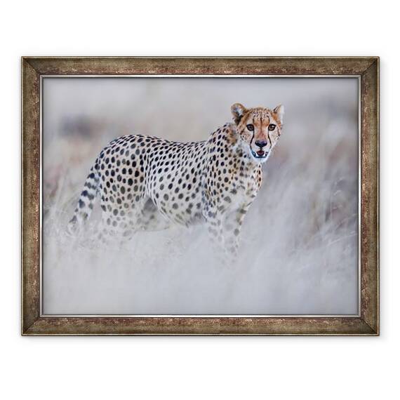 Tablou inramat - Eric Meyer - Ghepardul Chyulu, 60 x 80 cm - - Roveli