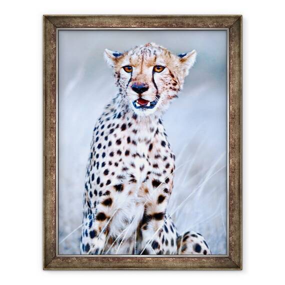 Tablou inramat - Eric Meyer - Tanar ghepard, 2019, 60 x 80 cm - - Roveli
