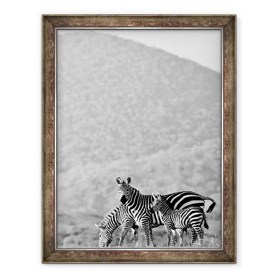 Tablou inramat - Eric Meyer - Zebra, Chyulus, 2018, 60 x 80 cm - - Roveli