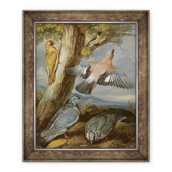 Tablou inramat - Francis Barlow - Jay, Ciocanitoarea verde, Porumbeii si Redstart, 50 x 60 cm - - Roveli