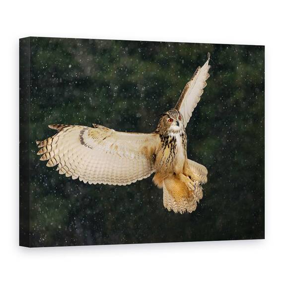 Tablou Canvas - Bufnita, Marime: 60 x 80 cm - - Roveli