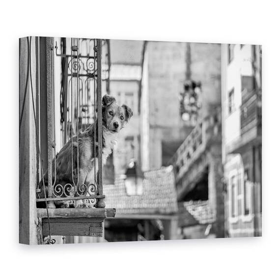 Tablou Canvas - Caine, Marime: 60 x 80 cm - - Roveli