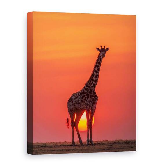 Tablou Canvas - Girafa In Apus De Soare, Marime: 60 x 80 cm - - Roveli
