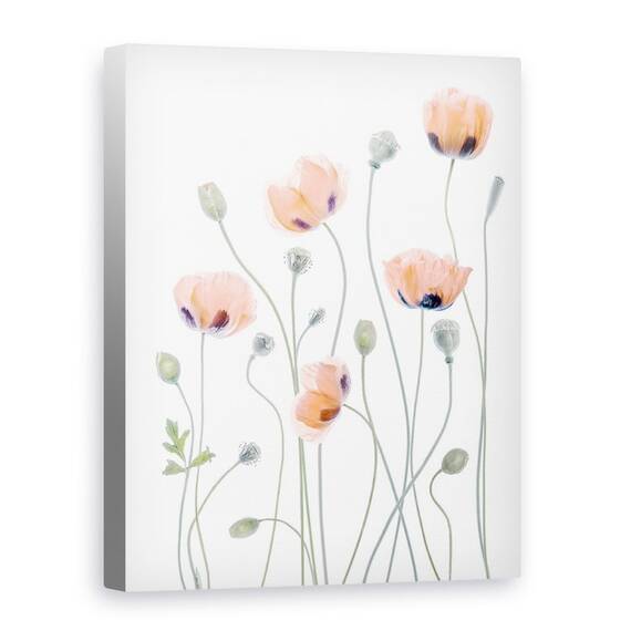 Tablou Canvas - Maci, Marime: 60 x 80 cm - - Roveli