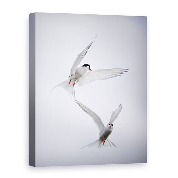 Tablou Canvas - Tango Arctic, Marime: 60 x 80 cm - - Roveli