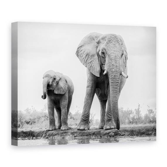 Tablou Canvas - Duo, Marime: 50 x 70 cm - - Roveli