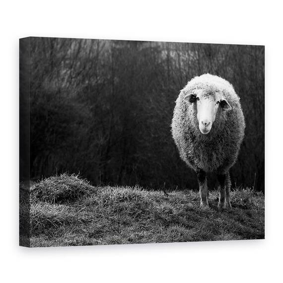 Tablou Canvas - Oaie Singuratica, Marime: 60 x 80 cm - - Roveli