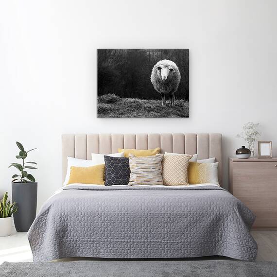 Tablou Canvas - Oaie Singuratica, Marime: 60 x 80 cm - 3- Roveli