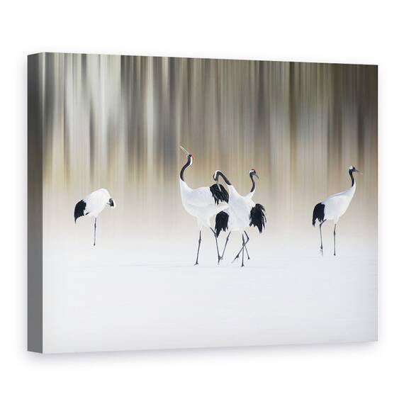 Tablou Canvas - Macarale Albe Cu Creasta Rosie, Marime: 50 x 70 cm - - Roveli