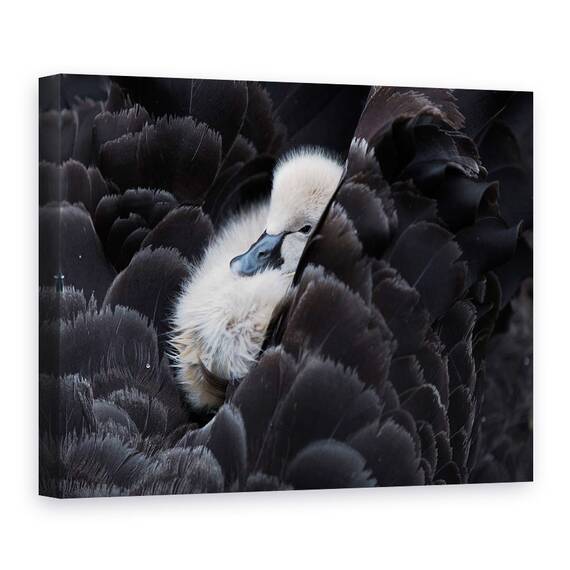 Tablou Canvas - Pickaback, Marime: 50 x 70 cm - - Roveli