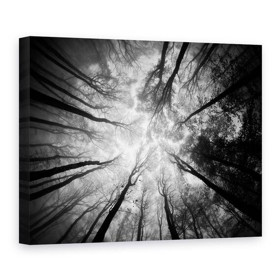 Tablou Canvas - Copaci, Marime: 50 x 70 cm - - Roveli
