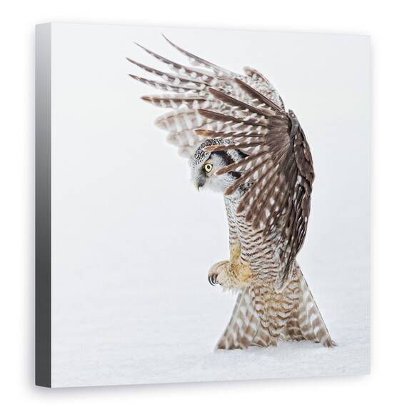 Tablou Canvas - Gaurire, Marime: 60 x 60 cm - - Roveli