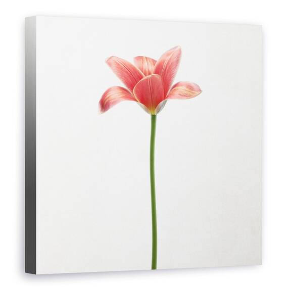 Tablou Canvas - Lalea Cu Tulpina Lunga, Marime: 60 x 60 cm - - Roveli