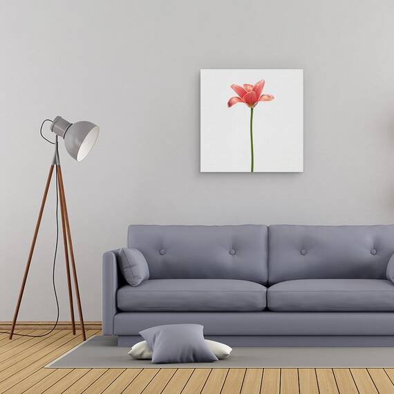 Tablou Canvas - Lalea Cu Tulpina Lunga, Marime: 60 x 60 cm - 2- Roveli