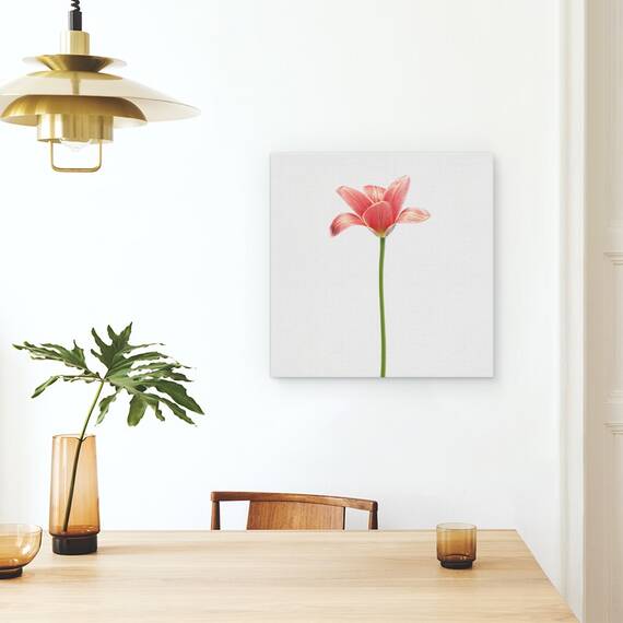 Tablou Canvas - Lalea Cu Tulpina Lunga, Marime: 60 x 60 cm - 4- Roveli