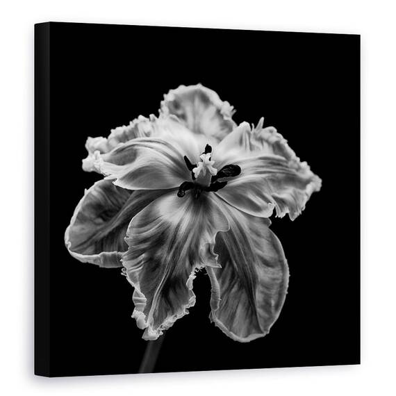 Tablou Canvas - Papagalul Tulip, Marime: 60 x 60 cm - - Roveli