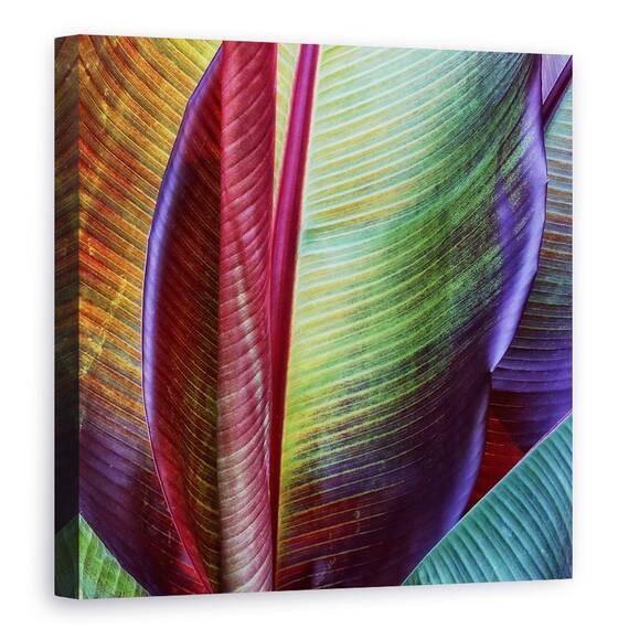 Tablou Canvas - Piele De Banana, Marime: 60 x 60 cm - - Roveli