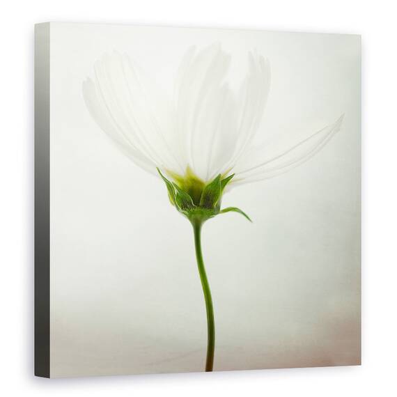 Tablou Canvas - Cosmos Alb, Marime: 60 x 60 cm - - Roveli