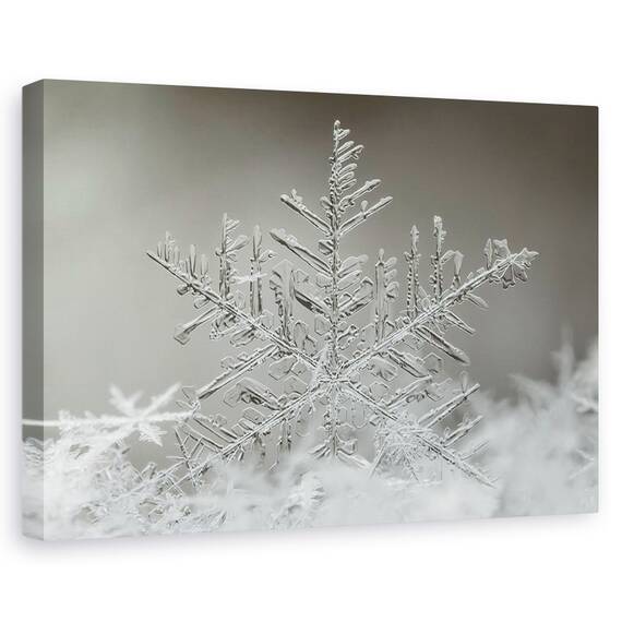 Tablou Canvas - Fulg De Nea, Marime: 40 x 60 cm - - Roveli