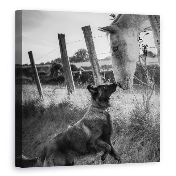 Tablou Canvas - Sarutul Prietenului, Marime: 60 x 60 cm - - Roveli