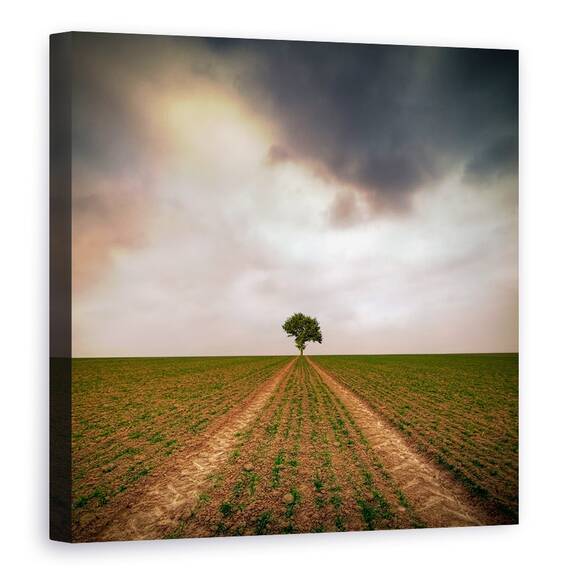 Tablou Canvas - Un Copac, Marime: 60 x 60 cm - - Roveli