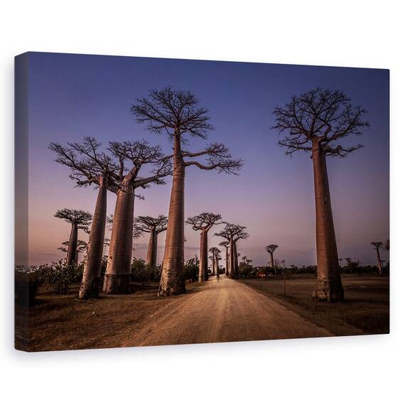 Tablou Canvas - Aleea Cu Baobabi, Marime: 40 x 60 cm - - Roveli