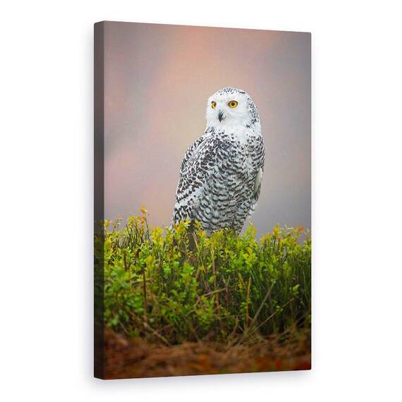 Tablou Canvas - Bufnita De Zapada, Marime: 40 x 60 cm - - Roveli
