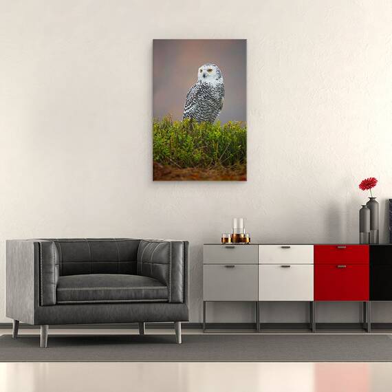 Tablou Canvas - Bufnita De Zapada, Marime: 40 x 60 cm - 2- Roveli