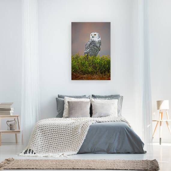 Tablou Canvas - Bufnita De Zapada, Marime: 40 x 60 cm - 3- Roveli