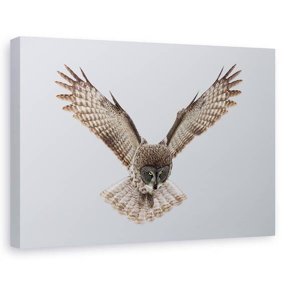 Tablou Canvas - Bufnita Gri, Marime: 40 x 60 cm - - Roveli