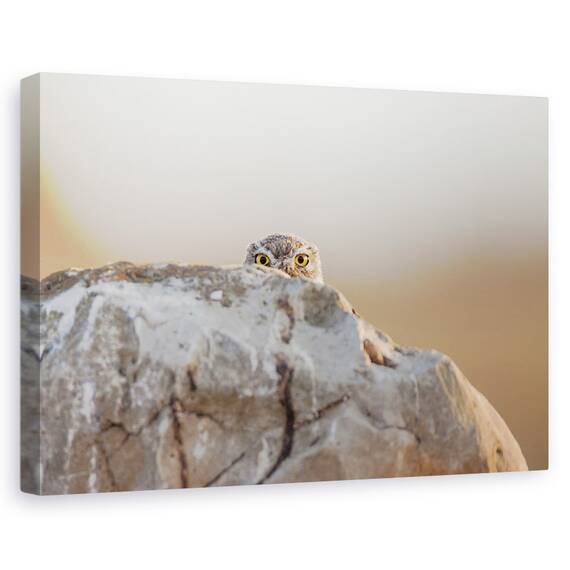 Tablou Canvas - Bufnita Mica, Marime: 40 x 60 cm - - Roveli
