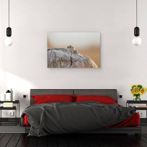 Tablou Canvas - Bufnita Mica, Marime: 40 x 60 cm - 3- Roveli