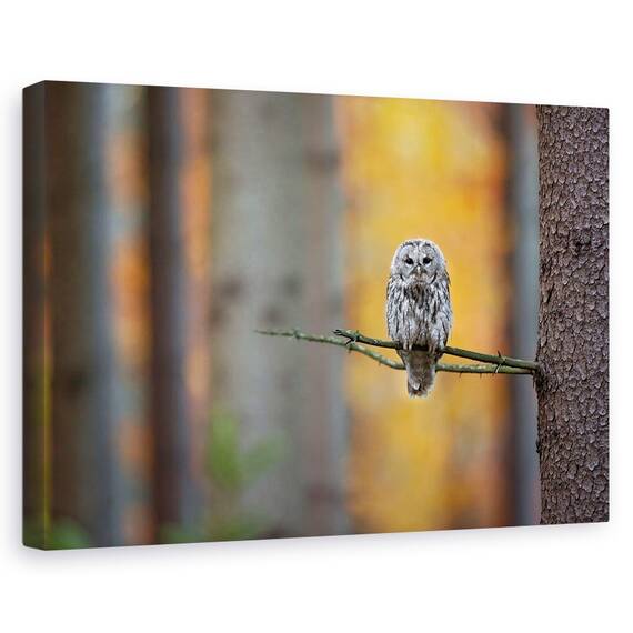 Tablou Canvas - Bufnita Tawny, Marime: 40 x 60 cm - - Roveli