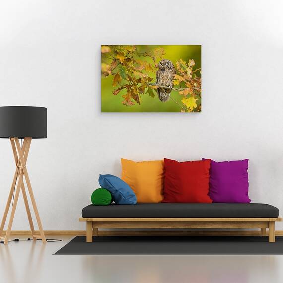 Tablou Canvas - Bufnita, Marime: 40 x 60 cm - 2- Roveli