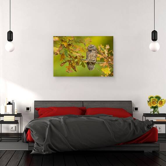 Tablou Canvas - Bufnita, Marime: 40 x 60 cm - 3- Roveli