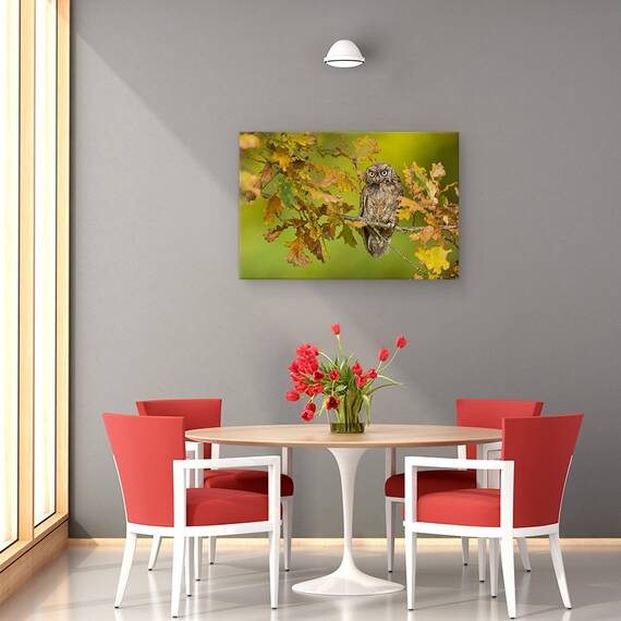 Tablou Canvas - Bufnita, Marime: 40 x 60 cm - 4- Roveli