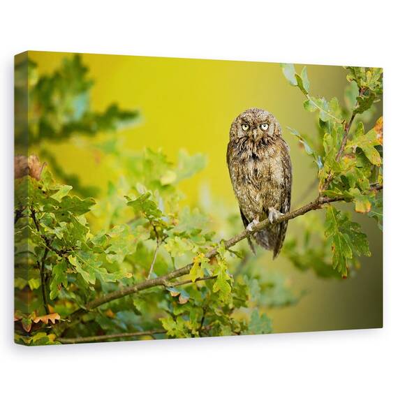 Tablou Canvas - Bufnita, Marime: 40 x 60 cm - - Roveli