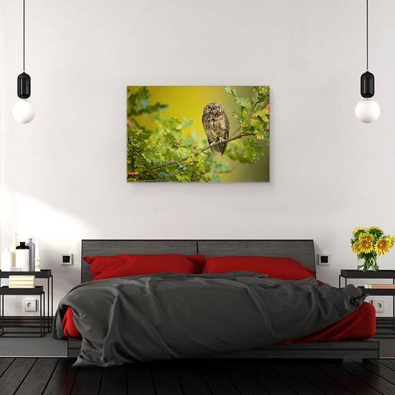Tablou Canvas - Bufnita, Marime: 40 x 60 cm - 3- Roveli