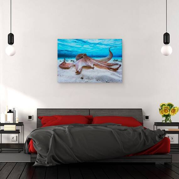Tablou Canvas - Caracatita, Marime: 40 x 60 cm - 3- Roveli