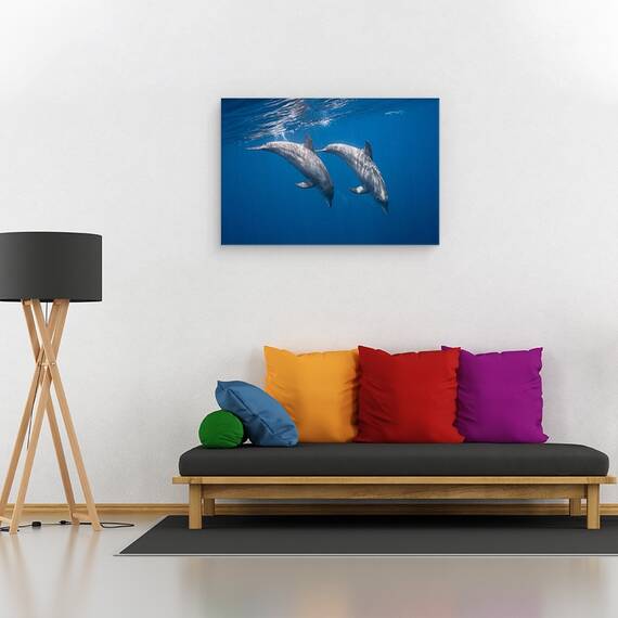 Tablou Canvas - Doi Delfini, Marime: 40 x 60 cm - 2- Roveli